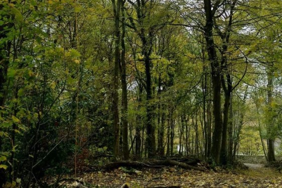 Arboriste – Elagueur H/F